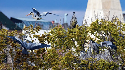 Gri balıkçıllar Iğdır'ı sevdi