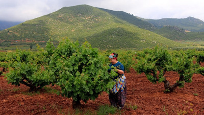 Üzüm yaprağı üreticinin yüzünü güldürüyor