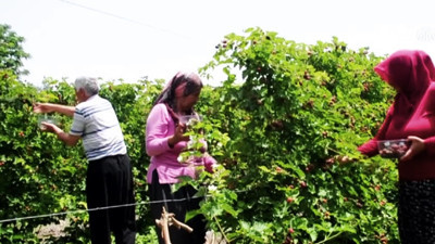 Osmaniye'de erkenci böğürtlen hasadı başladı