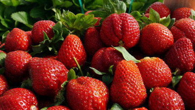 Muş'ta 200 ton çilek üretimi bekleniyor