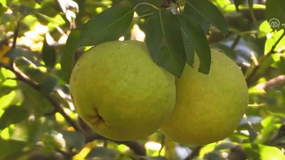 Depolarda kalan armudu Rusya çekti