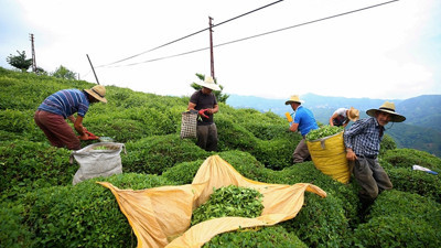 Çay üreticisinin yüzü fiyat artışıyla güldü