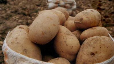 Patatesin merkezinde "Y virüsü" çalıştayı