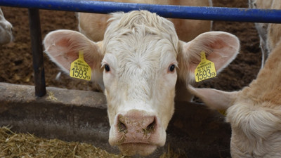 Şeftali, ilçe ekonomisindeki yerini 'büyükbaş'a kaptırdı