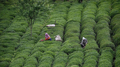 Arap iş adamlarının gözdesi Karadeniz
