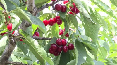 Türk kirazı Çin'e "uçmaya" hazırlanıyor