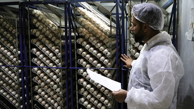 Genç girişimci ekmeğini "hindi palazı"ndan kazanıyor