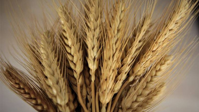 Çiftçi "seçim fiyatı" istiyor