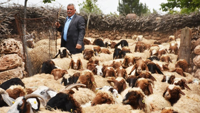 '300 koyun projesi' besiciye can suyu oldu