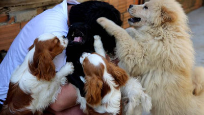 Sınırda yakalanan köpekler ihale ile satılıyor
