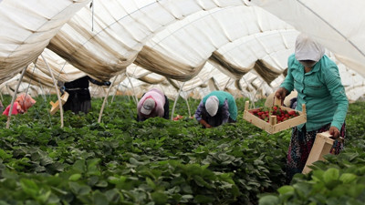 Çilek üreticisi ihracatla sevindi