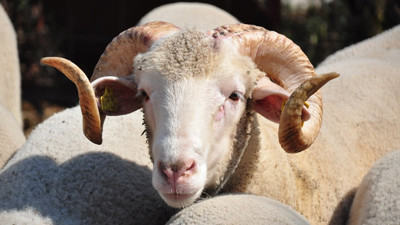 Kritere uymayana 58 bin lira ceza