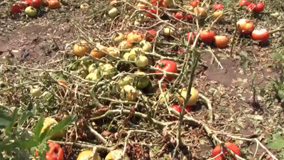 TZOB: Doğal afet yaşayan çiftçinin borçları ertelenmeli