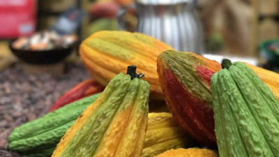 Kakao fiyatları gram altınla yarışıyor