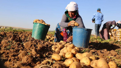 'Patates soğan ithalatı üretimi bitirir'