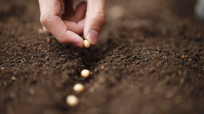 Tohum desteği başvurularında son üç gün