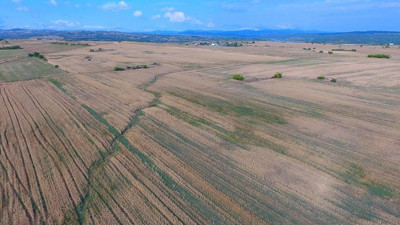 Yağmur yağınca buğday tarlada kaldı