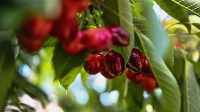 Çin'den sonra Tayvanlı heyet de Türk kirazı için geliyor