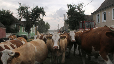 Rus etine vize çıktı