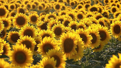 Ayçiçeği tohumunda gümrük vergisi düşürüldü