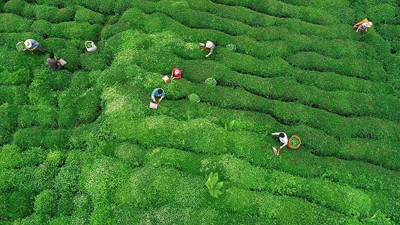Doğu Karadeniz'den 6 ayda 2,3 milyon dolarlık çay ihracatı
