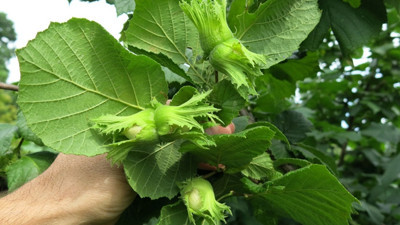 TZOB'tan fındıkta 'hasat' uyarısı