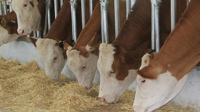 Üreticiler çiğ süt fiyatında artış bekliyor