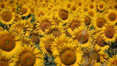 TZOB: Ayçiçeğinde piyasayı düzenleyici bir fiyat açıklanmalı