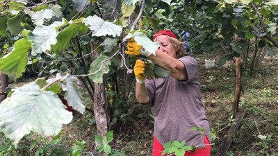 Doğu Karadeniz'de fındık hasadı resmen başladı