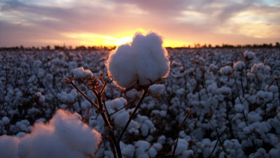 Amerikan pamuğu DİR'den çıktı, iplikçinin morali bozuldu