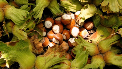 Ordu'da zarar gören fındık miktarı açıklandı