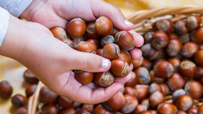 Ferrero’dan 2018 fındığına 11 lira 25 kuruş