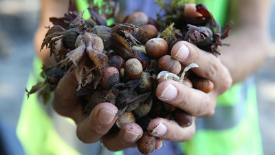 Ordu'daki selde bin 100 ton fındık zarar gördü