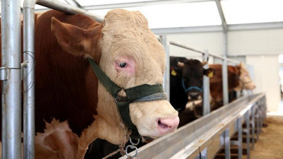 Tarım ve Orman Bakanlığından "et ve canlı hayvan ithalatı" açıklaması