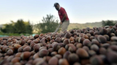 Fındıkta fiyat beklentisi 14-15 lira