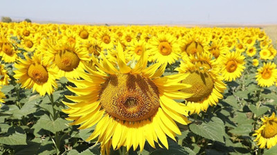 KARADENİZBİRLİK ayçiçeği ön alım fiyatını 2,30 liraya çıkardı