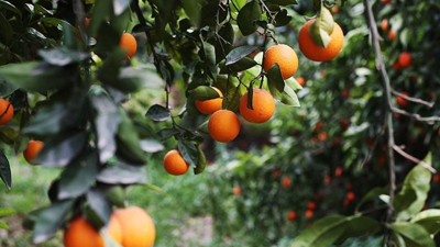 Narenciye ihracatında yeni hedef 1 milyar dolar