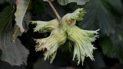 TZD'den fındıkta taban fiyat talebi