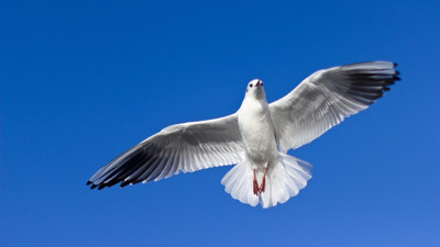 'Talih Kuşu'ndan Hazine'ye 740 milyon TL girdi