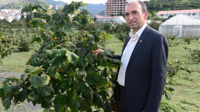Fındıkta mekanizasyon için tek köklü sistem önerisi