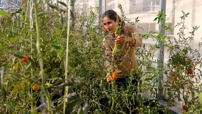 Paris'in çatılarında "kentsel tarıma" ilgi artıyor