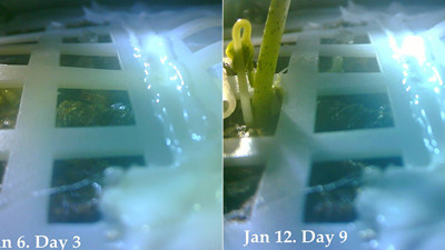 Ay'a gönderilen tohumlar filizlendi