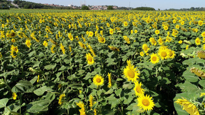 Yağlık ayçiçeği ithalatına tarife kontenjanı