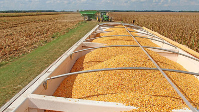 Makarnalık buğdayda çiftçiye alım garantisi