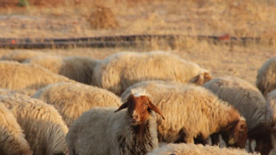 İran'da kırmızı et krizi