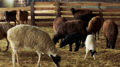 2018'de hayvan sayısı arttı