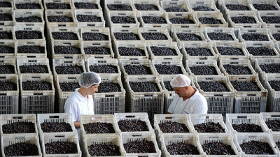 Marmarabirlik, ucuz fiyatla ürün alan tüccara tepki gösterdi