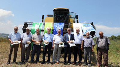 BESAŞ’ın karabuğday alımı başladı