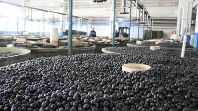 Marmarabirlik’ten 110 milyon TL’lik ödeme