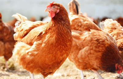 Tavuk eti üretimi aylık bazda yüzde 16,1 azaldı